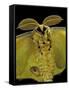 Argema Mittrei (Comet Moth, Madagascan Moon Moth) - Portrait-Paul Starosta-Framed Stretched Canvas