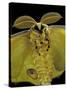Argema Mittrei (Comet Moth, Madagascan Moon Moth) - Portrait-Paul Starosta-Stretched Canvas