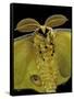 Argema Mittrei (Comet Moth, Madagascan Moon Moth) - Portrait-Paul Starosta-Framed Stretched Canvas