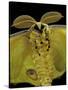 Argema Mittrei (Comet Moth, Madagascan Moon Moth) - Portrait-Paul Starosta-Stretched Canvas