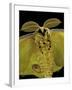 Argema Mittrei (Comet Moth, Madagascan Moon Moth) - Portrait-Paul Starosta-Framed Premium Photographic Print