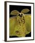 Argema Mittrei (Comet Moth, Madagascan Moon Moth) - Portrait-Paul Starosta-Framed Premium Photographic Print