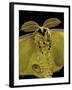 Argema Mittrei (Comet Moth, Madagascan Moon Moth) - Portrait-Paul Starosta-Framed Premium Photographic Print