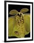 Argema Mittrei (Comet Moth, Madagascan Moon Moth) - Portrait-Paul Starosta-Framed Photographic Print