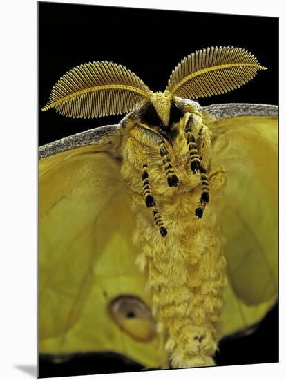 Argema Mittrei (Comet Moth, Madagascan Moon Moth) - Portrait-Paul Starosta-Mounted Photographic Print