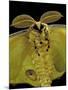 Argema Mittrei (Comet Moth, Madagascan Moon Moth) - Portrait-Paul Starosta-Mounted Photographic Print