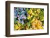 Argentina, Buenos Aires, flowers of a Street Vendor-Hollice Looney-Framed Photographic Print