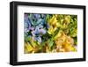 Argentina, Buenos Aires, flowers of a Street Vendor-Hollice Looney-Framed Photographic Print