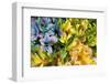 Argentina, Buenos Aires, flowers of a Street Vendor-Hollice Looney-Framed Photographic Print