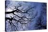 Argentina, Buenos Aires. looking up at the Spring sky in the Bosques de Palermo-Michele Molinari-Stretched Canvas