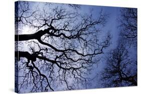 Argentina, Buenos Aires. looking up at the Spring sky in the Bosques de Palermo-Michele Molinari-Stretched Canvas