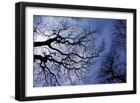 Argentina, Buenos Aires. looking up at the Spring sky in the Bosques de Palermo-Michele Molinari-Framed Photographic Print