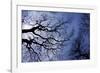 Argentina, Buenos Aires. looking up at the Spring sky in the Bosques de Palermo-Michele Molinari-Framed Photographic Print