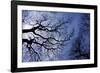 Argentina, Buenos Aires. looking up at the Spring sky in the Bosques de Palermo-Michele Molinari-Framed Photographic Print