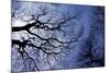 Argentina, Buenos Aires. looking up at the Spring sky in the Bosques de Palermo-Michele Molinari-Mounted Photographic Print