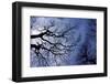 Argentina, Buenos Aires. looking up at the Spring sky in the Bosques de Palermo-Michele Molinari-Framed Photographic Print