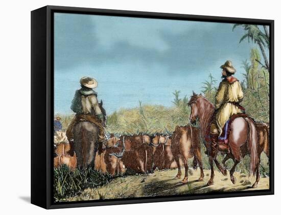 Argentina. Gauchos Driving Cattle-null-Framed Stretched Canvas