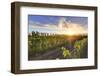 Argentina, Mendoza, Lujan De Cuyo, Malbec Grape Wineries-Michele Falzone-Framed Photographic Print