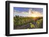 Argentina, Mendoza, Lujan De Cuyo, Malbec Grape Wineries-Michele Falzone-Framed Photographic Print