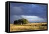 Argentina Pampa Ombu Bush-null-Framed Stretched Canvas