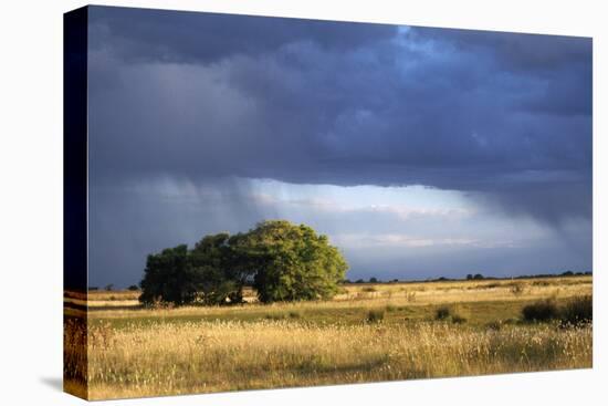 Argentina Pampa Ombu Bush-null-Stretched Canvas