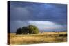 Argentina Pampa Ombu Bush-null-Stretched Canvas