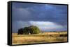 Argentina Pampa Ombu Bush-null-Framed Stretched Canvas