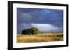 Argentina Pampa Ombu Bush-null-Framed Photographic Print