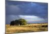 Argentina Pampa Ombu Bush-null-Mounted Photographic Print