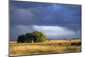 Argentina Pampa Ombu Bush-null-Mounted Photographic Print