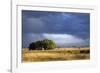 Argentina Pampa Ombu Bush-null-Framed Photographic Print