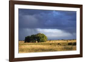 Argentina Pampa Ombu Bush-null-Framed Photographic Print