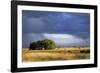 Argentina Pampa Ombu Bush-null-Framed Photographic Print