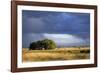 Argentina Pampa Ombu Bush-null-Framed Photographic Print