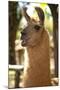 Argentina, Patagonia, Junin De Los Andes, Farm, Llama, Portrait-Chris Seba-Mounted Photographic Print