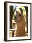 Argentina, Patagonia, Junin De Los Andes, Farm, Llama, Portrait-Chris Seba-Framed Photographic Print