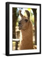 Argentina, Patagonia, Junin De Los Andes, Farm, Llama, Portrait-Chris Seba-Framed Photographic Print