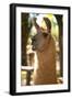 Argentina, Patagonia, Junin De Los Andes, Farm, Llama, Portrait-Chris Seba-Framed Photographic Print