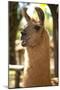 Argentina, Patagonia, Junin De Los Andes, Farm, Llama, Portrait-Chris Seba-Mounted Photographic Print