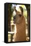 Argentina, Patagonia, Junin De Los Andes, Farm, Llama, Portrait-Chris Seba-Framed Stretched Canvas