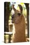 Argentina, Patagonia, Junin De Los Andes, Farm, Llama, Portrait-Chris Seba-Stretched Canvas