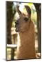 Argentina, Patagonia, Junin De Los Andes, Farm, Llama, Portrait-Chris Seba-Mounted Photographic Print