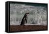Argentina, Patagonia. Magellanic penguin walks the beach at Peninsula Valdez.-Howie Garber-Framed Stretched Canvas