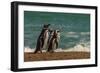 Argentina, Patagonia. Magellanic penguins walk the beach at Peninsula Valdez.-Howie Garber-Framed Photographic Print