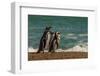 Argentina, Patagonia. Magellanic penguins walk the beach at Peninsula Valdez.-Howie Garber-Framed Photographic Print