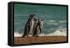 Argentina, Patagonia. Magellanic penguins walk the beach at Peninsula Valdez.-Howie Garber-Framed Stretched Canvas