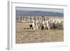 Argentina, Patagonia, Province Santa Cruz, Sheep Farm, Flock of Sheep, Sheepdog-Chris Seba-Framed Photographic Print