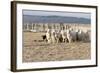 Argentina, Patagonia, Province Santa Cruz, Sheep Farm, Flock of Sheep, Sheepdog-Chris Seba-Framed Photographic Print