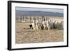 Argentina, Patagonia, Province Santa Cruz, Sheep Farm, Flock of Sheep, Sheepdog-Chris Seba-Framed Photographic Print