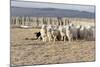 Argentina, Patagonia, Province Santa Cruz, Sheep Farm, Flock of Sheep, Sheepdog-Chris Seba-Mounted Photographic Print